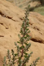 Forsskaolea tenacissima fruits