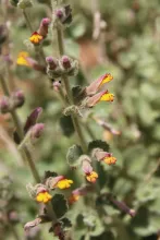 Lindenbergia indica flower