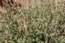 Lindenbergia indica flowers and leaves