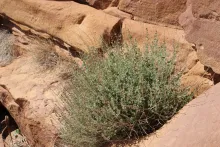 Whole plant