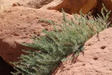 Whole plant