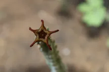 Caralluma petraea flower