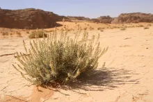 Whole plant