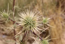Echinops glaberrimus fruits