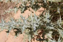 Echinops glaberrimus leaf