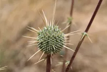 Echinops glaberrimus fruit
