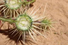 Echinops glaberrimus fruit