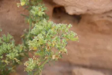 Pteranthus dichotomus fruits
