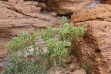 Whole plant