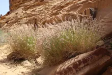 Whole plant