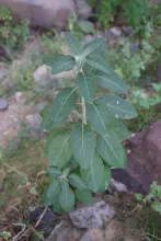 Withania somnifera leaves