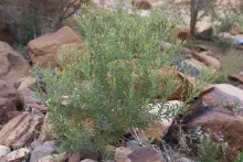Whole plant