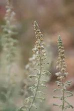 Reseda muricata flowers and fruits