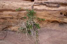 Whole plant