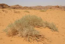 Whole plant