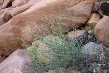 Whole plant