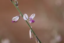 Polygala sinaica var. glabrescens flower
