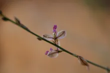 Polygala sinaica var. glabrescens flower