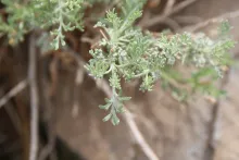 Artemisia sieberi leaves