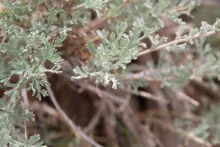 Artemisia sieberi leaves