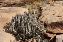 Whole plant