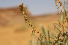Artemisia monosperma fruits
