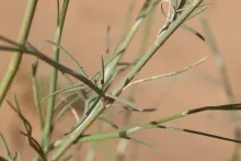 Deverra triradiata leaves