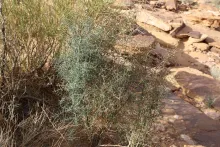 Whole plant