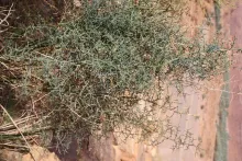Whole plant