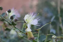Capparis spinosa flower