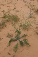 Whole plant