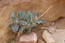 Whole plant