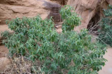 Whole plant