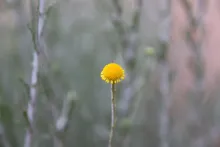 Pulicaria undulata flowers