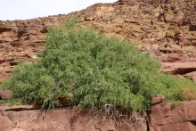 Whole plant