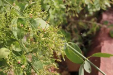 Salvadora persica flowers and fruits