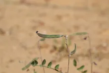 Tephrosia purpurea subsp. apollinea fruit
