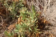 Whole plant