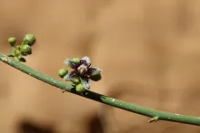 Periploca aphylla flower