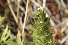 Rhazya stricta flowers