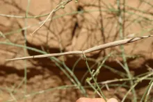 Periploca aphylla fruits