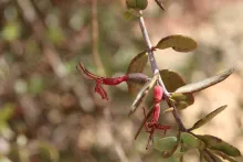 Plicosepalus acaciae flowers