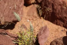 Whole plant