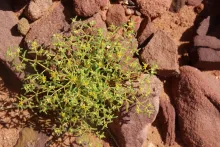 Whole plant