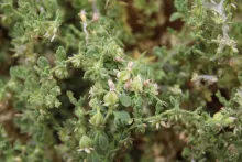 Zygophyllum molle fruits