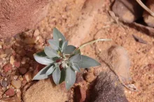 Whole plant