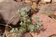 Whole plant