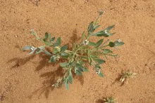 Whole plant with flowers