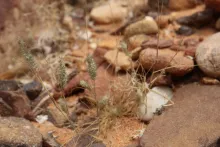 Whole plant