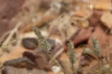 Enneapogon desvauxii fruits